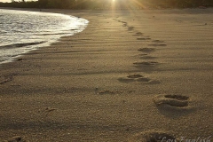Footprints In The Sand