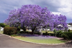 Jacarandah-Tree