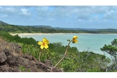 Yellow-Flowers